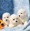Puppies for sale Hungary, Budapest Bichon