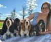 Puppies for sale Portugal, Lisbon Basset Hound