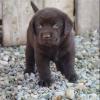 Puppies for sale Cyprus, Nicosia Labrador