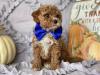 Puppies for sale Greece, Thessaloniki Toy-poodle