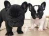 Puppies for sale Poland, Grudenets French Bulldog
