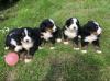 Puppies for sale Spain, Valencia Bernese Mountain Dog