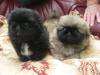 Puppies for sale Lithuania, Pekinese