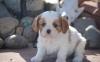 Puppies for sale Poland, Warsaw King Charles Spaniel