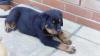 Puppies for sale Belgium, Antwerp Rottweiler