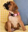 Puppies for sale Italy, Rimini Boxer