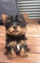 Puppies for sale Cyprus, Larnaca Yorkshire Terrier