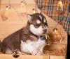 Puppies for sale Netherlands, Voorburg Haski