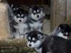 Puppies for sale Greece, Athens Other breed, Alaskan Malamute Puppies
