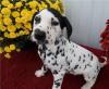 Puppies for sale Denmark, Kopenagen Dalmatian