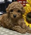 Puppies for sale Czech Republic, Prague Toy-poodle