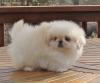 Puppies for sale Czech Republic, Prague Pekinese