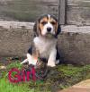 Puppies for sale Spain, Madrid Beagle