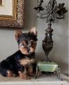 Puppies for sale Hungary, KecskemГ©t Yorkshire Terrier