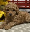 Puppies for sale Italy,  Toy-poodle
