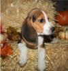 Puppies for sale Netherlands, Petten Beagle