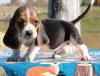 Puppies for sale Greece, Heraklion Basset Hound