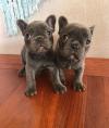 Puppies for sale Georgia, Burn French Bulldog