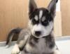 Puppies for sale Latvia, Kuldiga Haski