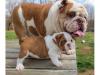 Puppies for sale Greece,  English Bulldog