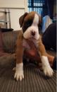 Puppies for sale Hungary, NyГ­regyhГЎza Boxer