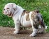 Puppies for sale Germany, Duisburg English Bulldog