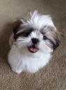 Puppies for sale United Kingdom, Yorkshire Shih Tzu