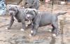 Puppies for sale Netherlands, Maastricht Staffordshire Bull Terrier