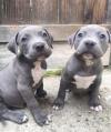Puppies for sale Germany, Zwickau Staffordshire Bull Terrier