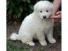 Puppies for sale Finland, Helsinki Samoyed dog (Samoyed)