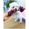 Puppies for sale Canada, Alberta, Edmonton Maltese