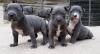Puppies for sale Czech Republic, Bridge Staffordshire Bull Terrier