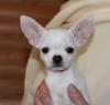 Puppies for sale Italy, Bari Chihuahua