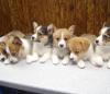Puppies for sale Spain, Zaragoza Other breed