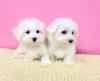Puppies for sale Cyprus, Nicosia Maltese