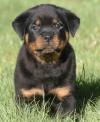 Puppies for sale Spain, Bilbao Rottweiler