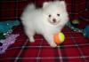 Puppies for sale Belgium, Antwerp Pomeranian Spitz