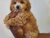 Puppies for sale Cyprus, Paphos Toy-poodle