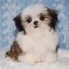 Puppies for sale Greece, Thessaloniki Shih Tzu