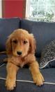 Puppies for sale Spain, Salamanca Golden Retriever
