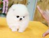 Puppies for sale Cyprus, Nicosia Pomeranian Spitz