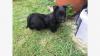 Puppies for sale France, Paris Scotch-terrier