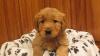 Puppies for sale France, Paris Golden Retriever