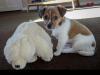 Puppies for sale Germany, Weimar Jack Russell Terrier