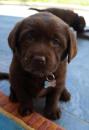 Puppies for sale Cyprus, Protaras Labrador