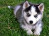 Puppies for sale United Kingdom, Yorkshire , Siberian Husky Puppies
