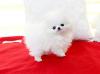 Puppies for sale Cyprus, Limassol Pomeranian Spitz