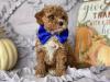 Puppies for sale Finland, Rovaniemi Toy-poodle