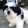 Puppies for sale Latvia, Riga Shih Tzu