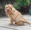 Puppies for sale Netherlands, Amsterdam Shar Pei